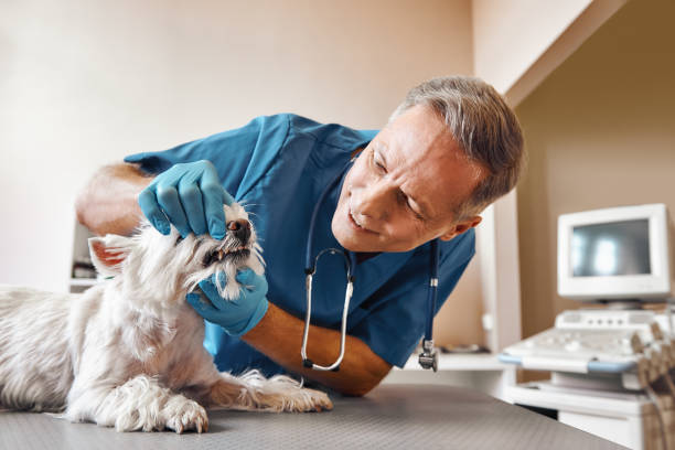 Best Emergency Dental Care for Abscessed Tooth in Lake Morton Berrydale, WA
